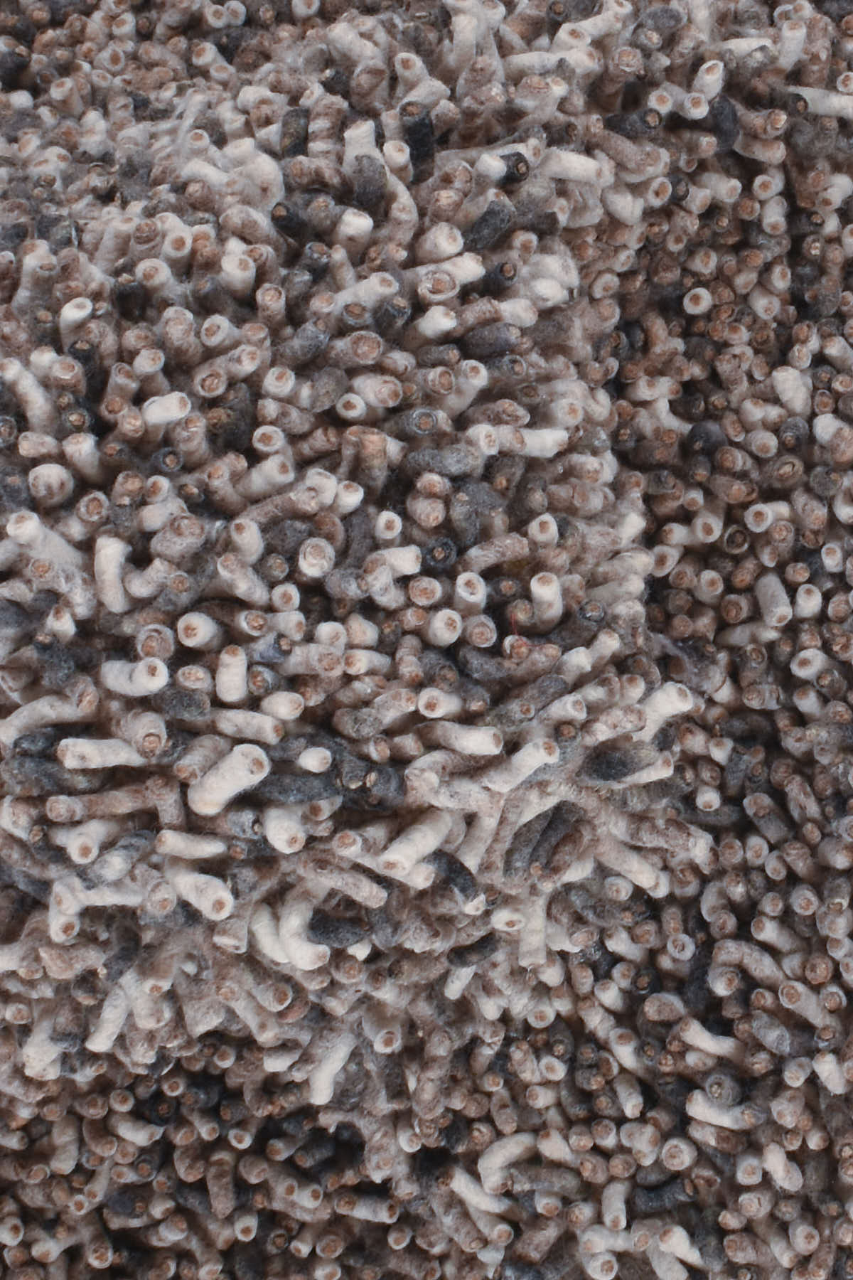 שטיח חום הליפקס 02